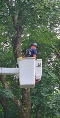 ct state certified arborist