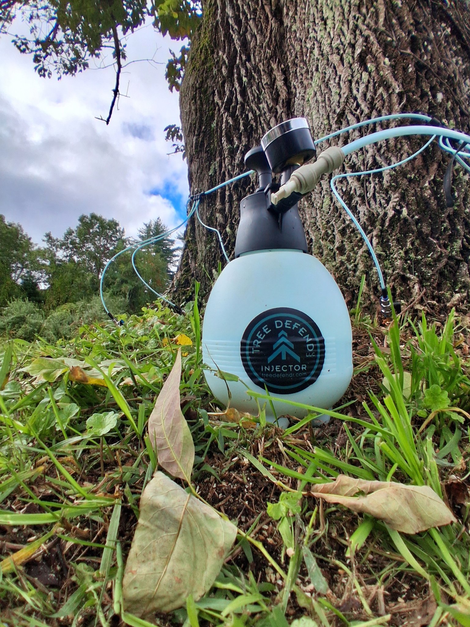 Tree injection system treating an ash tree for emerald ash borer