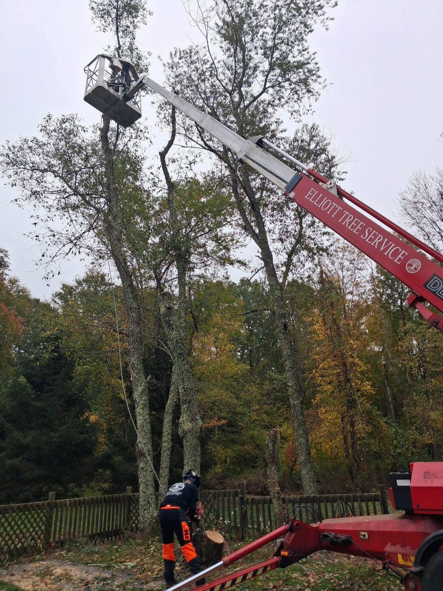 Red Elliott Tree Service tracked lift with basket raised to the top of a tall backyard tree