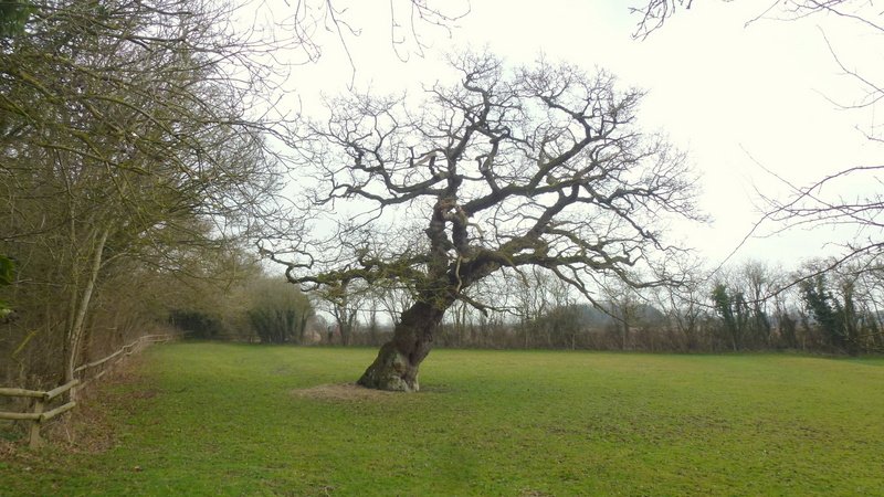 A large oak tree leaning beside a wooden fence along a property line